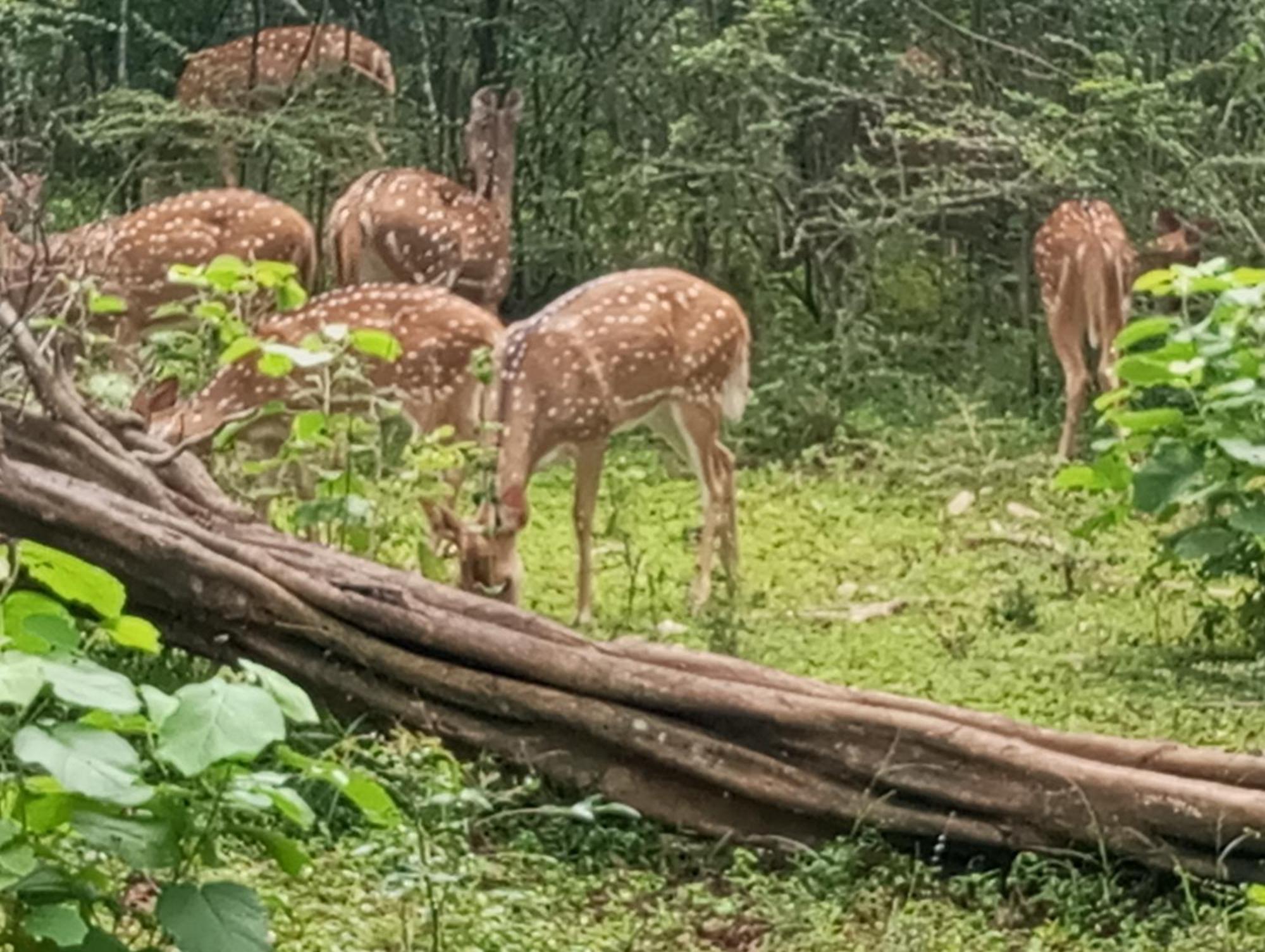 אודוואלאווה Jungle Lodge מראה חיצוני תמונה